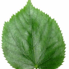 leaf_me_alone