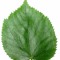 leaf_me_alone
