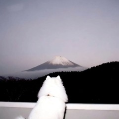 I Will Die Wondering😂✌🏻