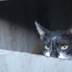 Newizzie