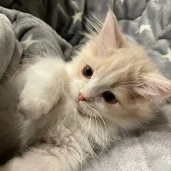 😸😸😸