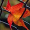 Falleaf