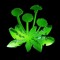 Botanical Beats e.V.