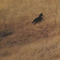 cammo coyote