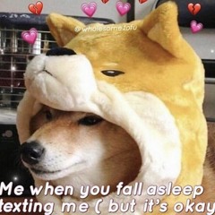 CuteShiba