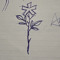 astryx_
