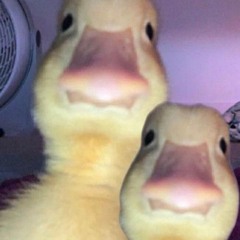 Ducks of the Hood
