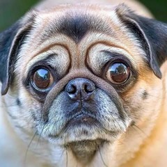 вонючий и пердючий