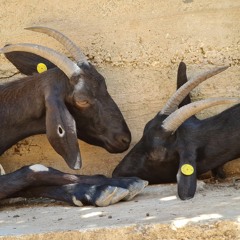 מיכאלינון כהן