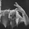 Dubz Bunny