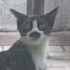 amir