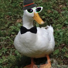 theduccster