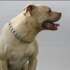 PiT BULL GAÚCHO