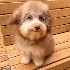 Toby