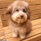 Toby
