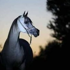 حسن العبادي