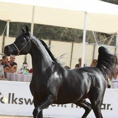black horse 🖤