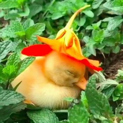 duck_lover <3