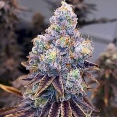 BagOfZaZaひ😈🏚💥⚡️