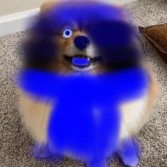 Evan_the_pomeranian