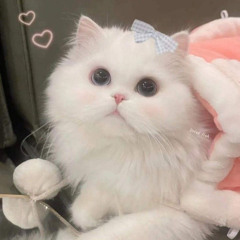 （╹◡╹）♡