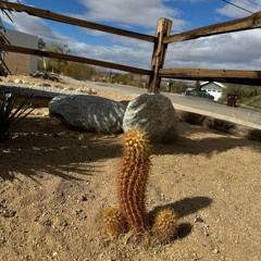 dick cactus
