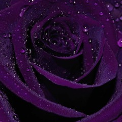 Nightpurplerose