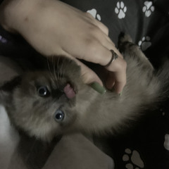 kaorimy