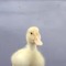 liquidduck