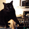 BLACK CAT
