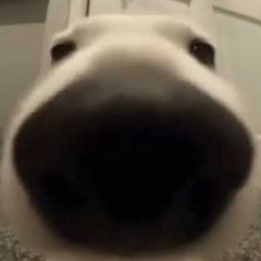 cowuhbummer