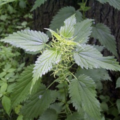 Common Nettle