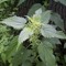 Common Nettle