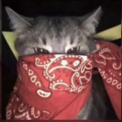 gangsta cat’s avatar