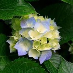 العربي عطيه