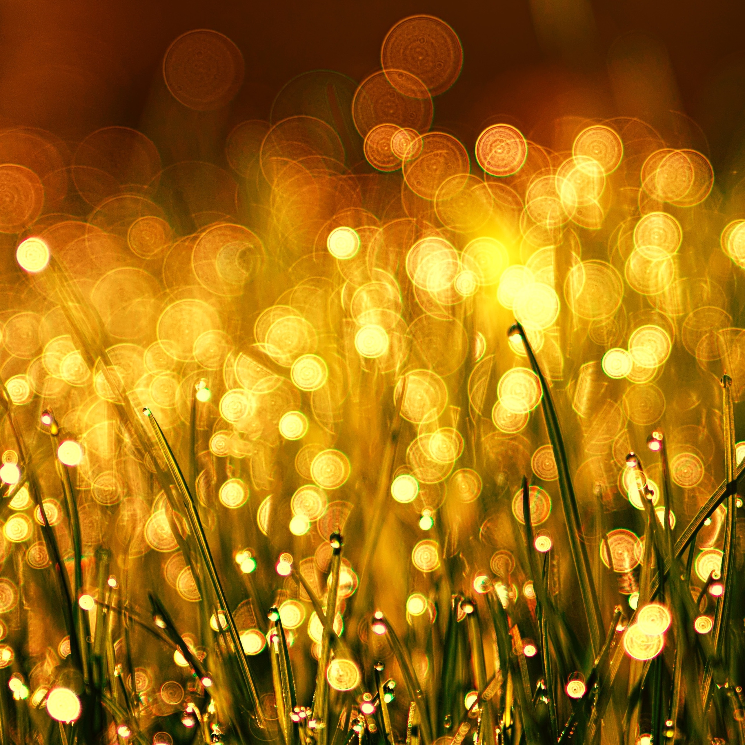 Meditation for Everyone