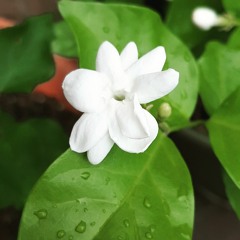 Pallavi Tumuluru