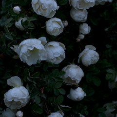 mary