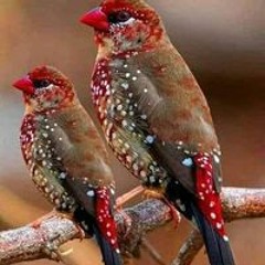 Bird Sumon Sumon