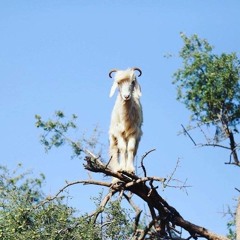 𝖋𝖎𝖑𝖆𝖍𝖜𝖆𝖛*(@filah.wav)