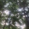 私の夏