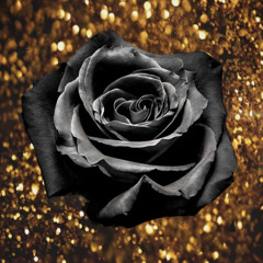 black rose