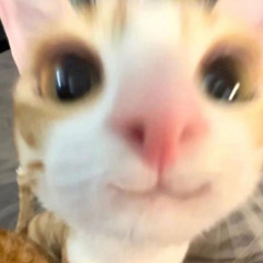 QUINZI