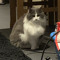 Ella-mae