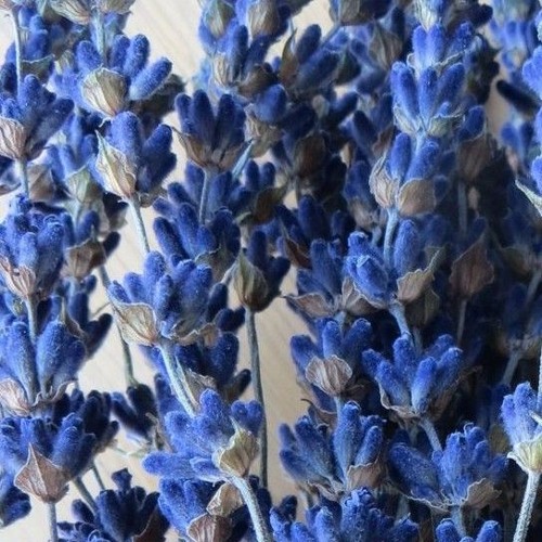 Amal Maher-Ana Baashak El Ghona — (أنا بعشق الغنا - حفلة - امال ماهر)