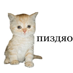 pochemu.to_katya