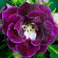 VioLet FLower