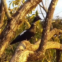 Boston Medical Group