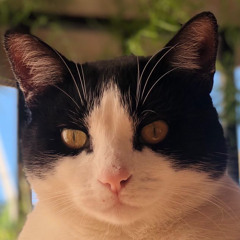 Pavlos
