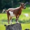 King Of Goats